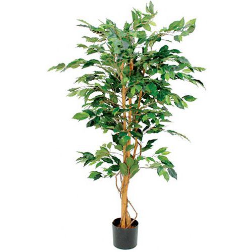 Ficus benjamina 150 cm - Vepabinas