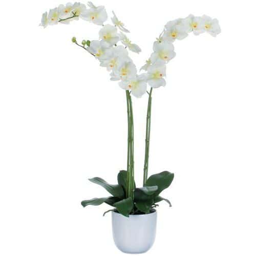 Orquídea Phalaenopsis 100 cm - Vepabinas
