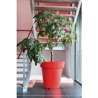 bote Design color rojo bote Design color rojo