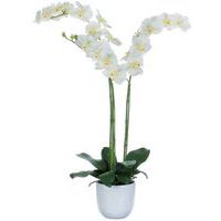 Orquídea Phalaenopsis 100 cm - Vepabinas