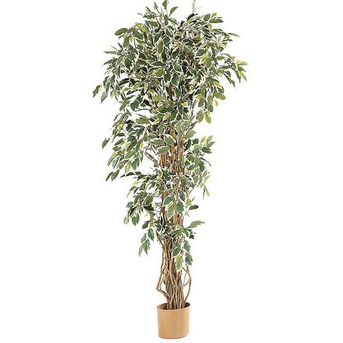ficus bicolor